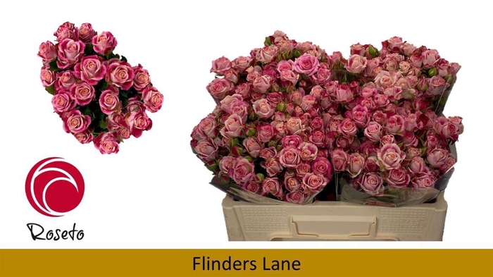 <h4>R Tr Flinders Lane</h4>