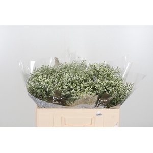 Lim Sin Clear Diamon