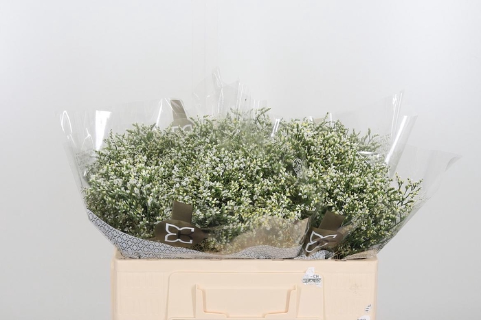 <h4>Lim Sin Clear Diamon</h4>