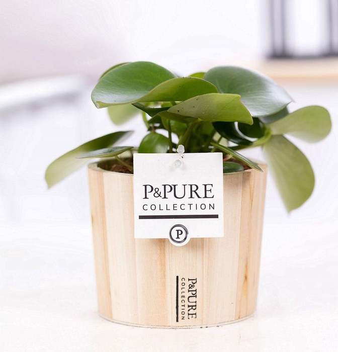 <h4>Peperomia Raindrop in P&PURE Wood 5</h4>