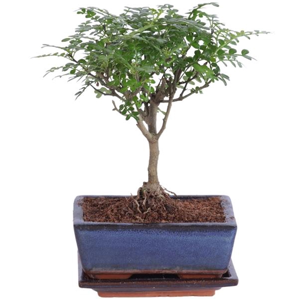 <h4>Bonsai 'Zanthoxylum' in ø15cm Ceramic Ball Shape with Saucer</h4>