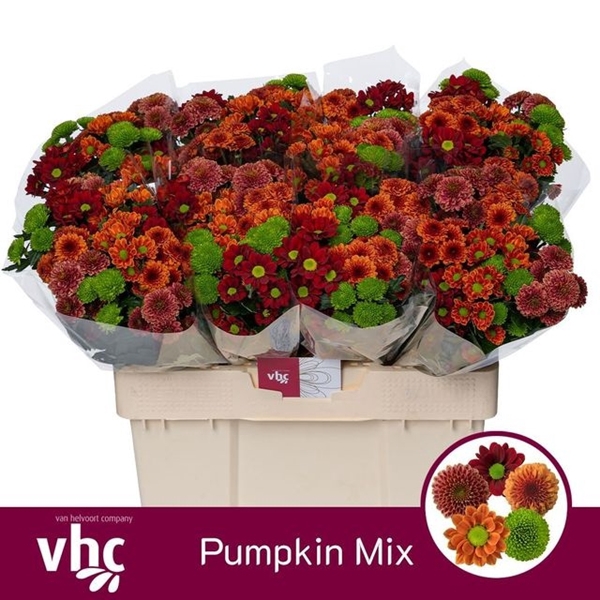 <h4>CHR SAN GEM HERFST MIX</h4>