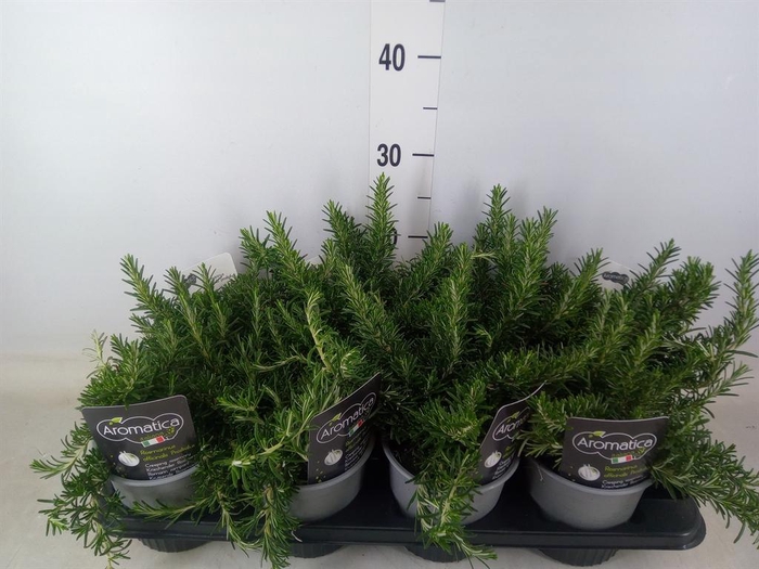 <h4>Rosmarinus officinalis 'Prostratus'</h4>