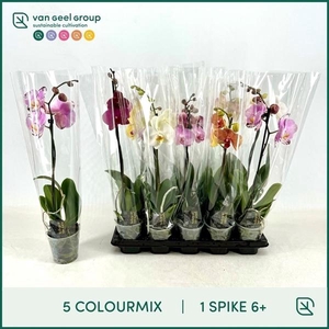 1-tak 6+ 5 Colourmix