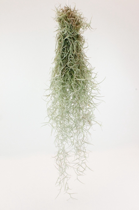 <h4>TILL USNEOIDES</h4>