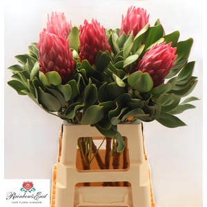 PROTEA CY RED REX