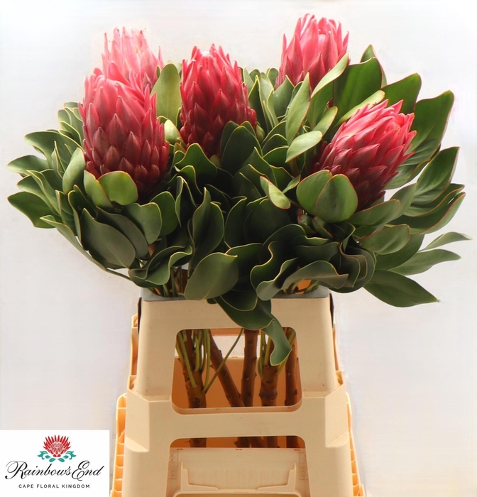 <h4>PROTEA CY RED REX</h4>