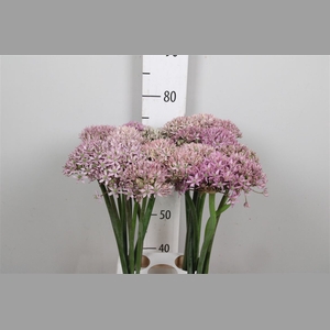Allium Pink Jewel