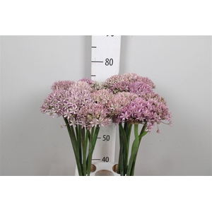 Allium Pink Jewel