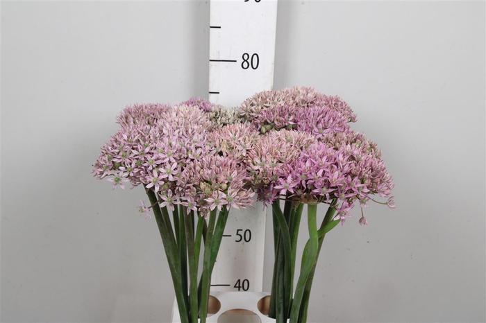 <h4>Allium Pink Jewel</h4>