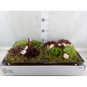 Arr.  Sempervivum L%
