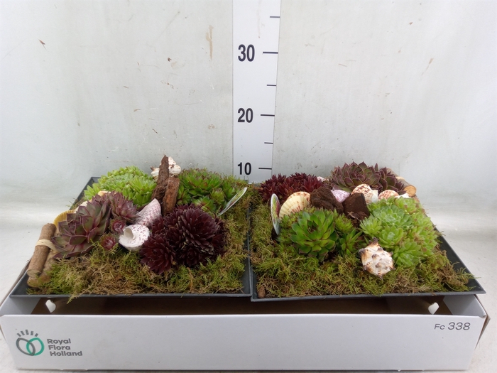 <h4>Arr.  Sempervivum L%</h4>
