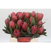 Protea Red Ice