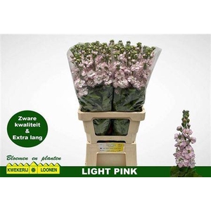 Matth Milla Light Pink