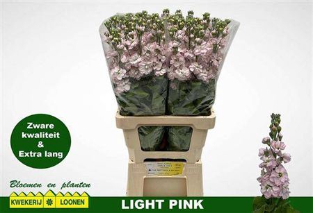 <h4>Matth Milla Light Pink</h4>