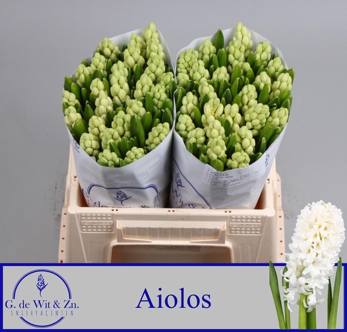 <h4>HYAC AIOLOS</h4>