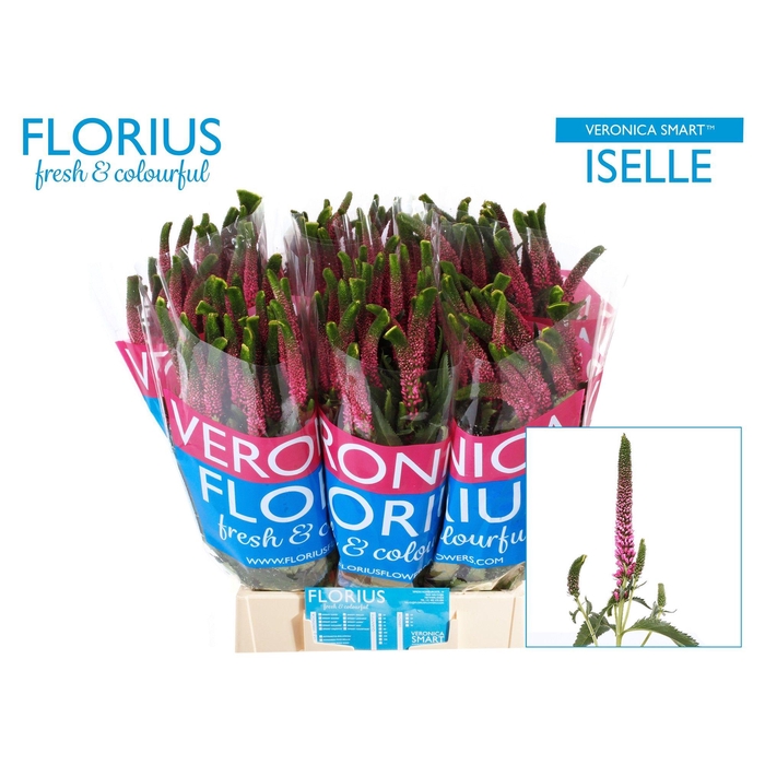 <h4>Veron Smart Iselle</h4>