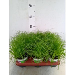 Cyperus alternifolius 'Zumula'