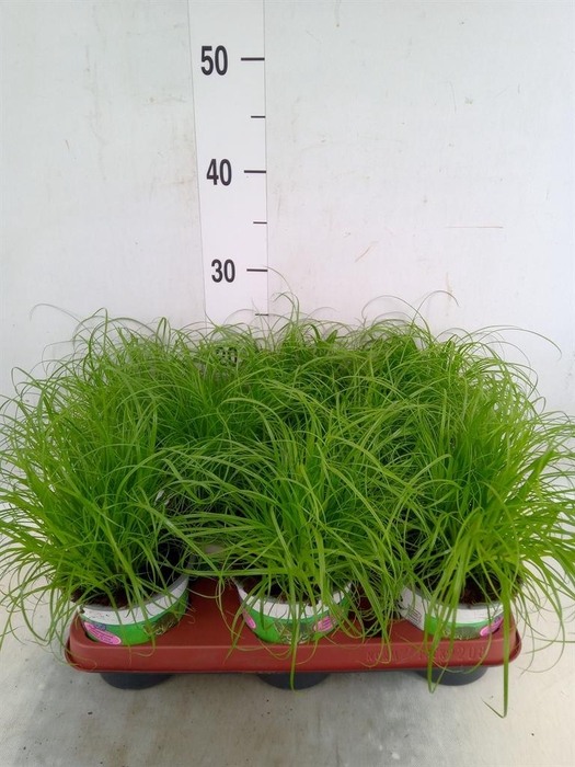 <h4>Cyperus alternifolius 'Zumula'</h4>