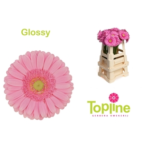 Gerbera Glossy