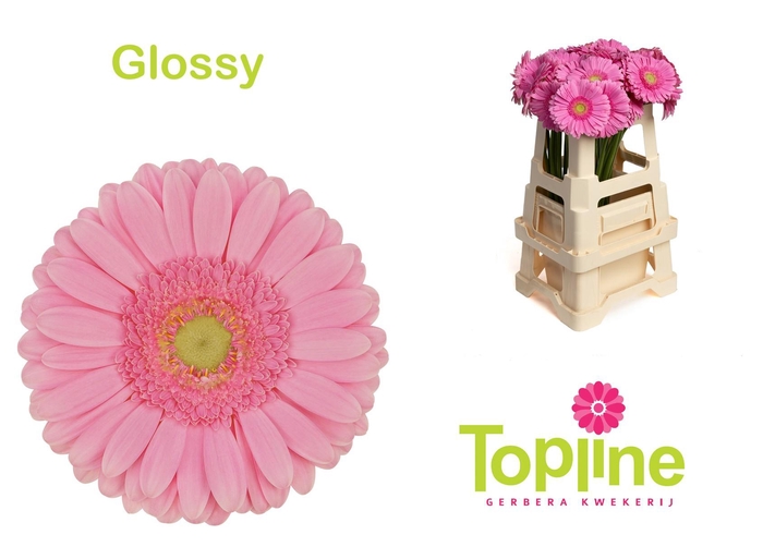 <h4>Gerbera Glossy</h4>