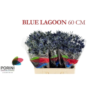 ERYN MAG BLUE LAGOON