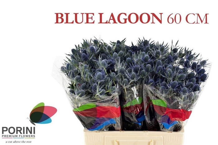 <h4>ERYN MAG BLUE LAGOON</h4>