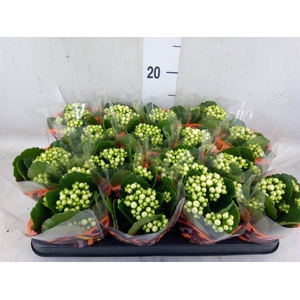 Kalanchoe blos. 'Calandiva Whites'