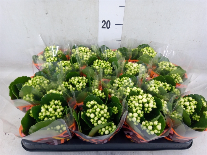 <h4>Kalanchoe blos. 'Calandiva Whites'</h4>