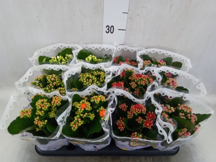 <h4>Kalanchoe blos.   ..rosebud mix  5</h4>