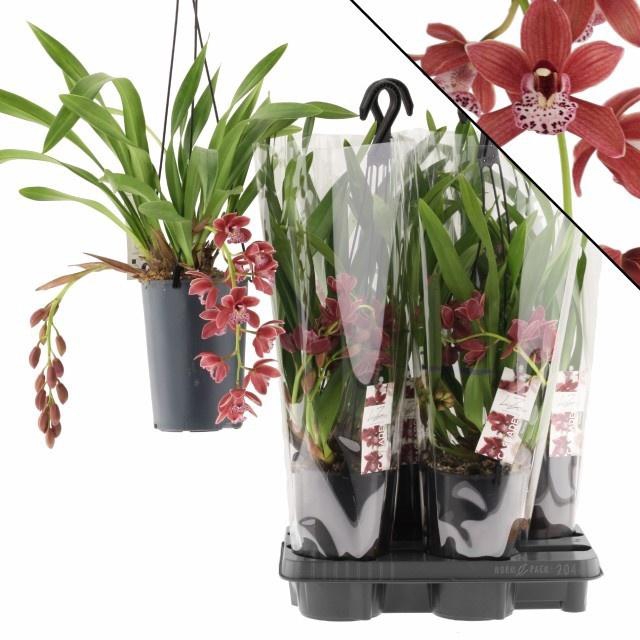 <h4>CYMB KARINA</h4>