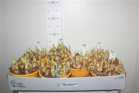 <h4>Narc O Tete A Tete</h4>