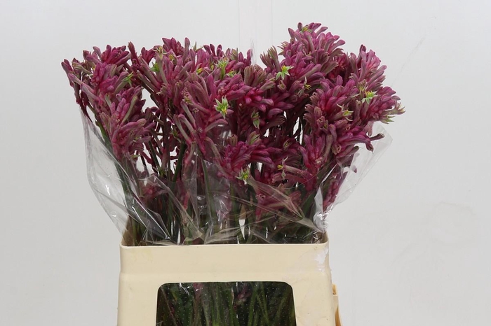 <h4>Anigozanthos Mini Pearl</h4>