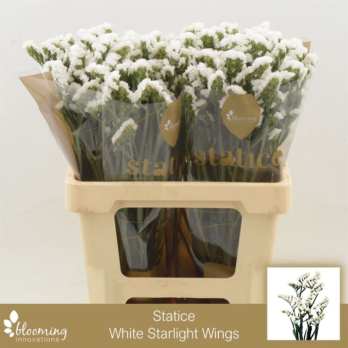 <h4>Statice White Starlight Wings | Heavy Quality</h4>