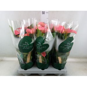 Anthurium andr. 'Melito'