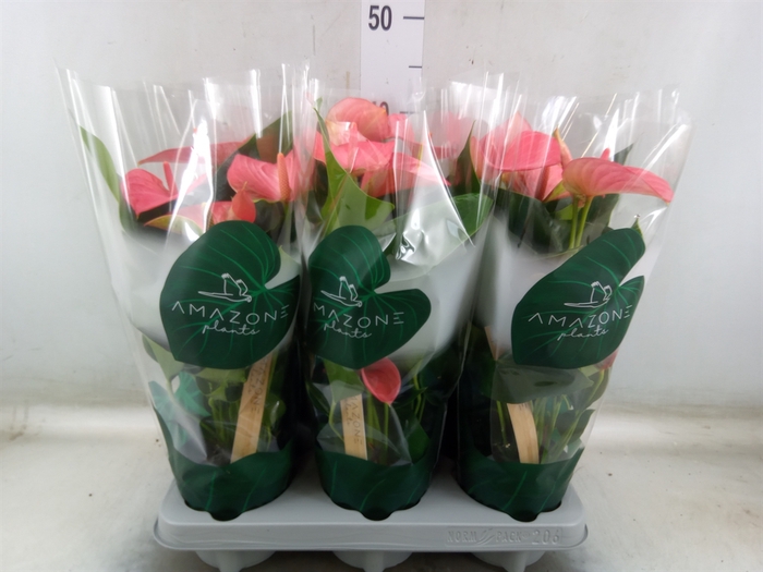 <h4>Anthurium andr. 'Melito'</h4>