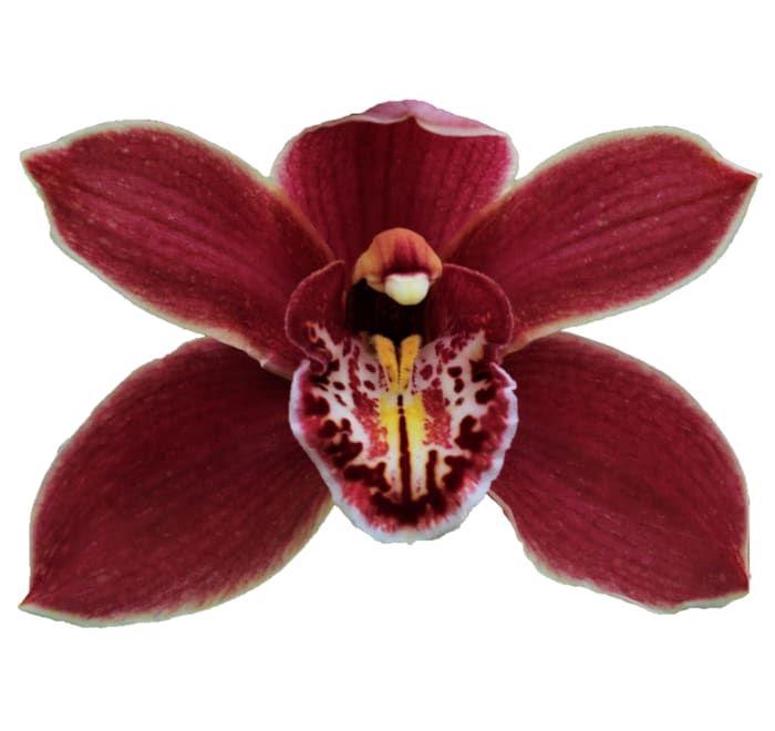 <h4>CYMB T GRAND CANYON</h4>