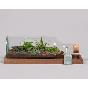 Green Bottle fles liggend medium met groene planten