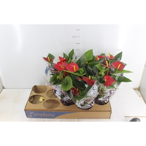 ANTHURIUM RED SUCCESS P12
