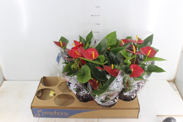 ANTHURIUM RED SUCCESS P12