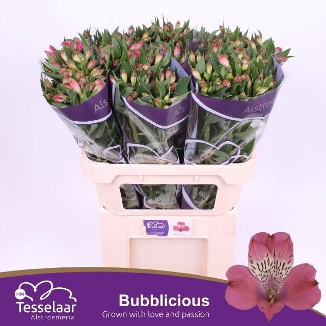 <h4>Alstr Bubblicious</h4>