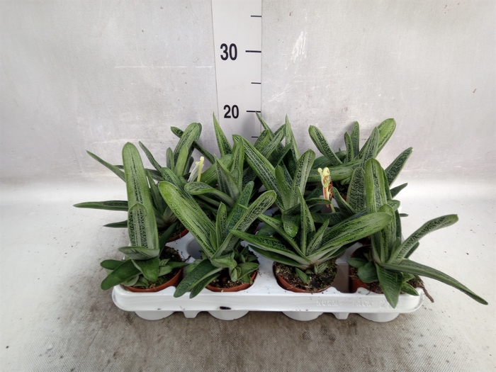 Gasteria  'Little Warty'