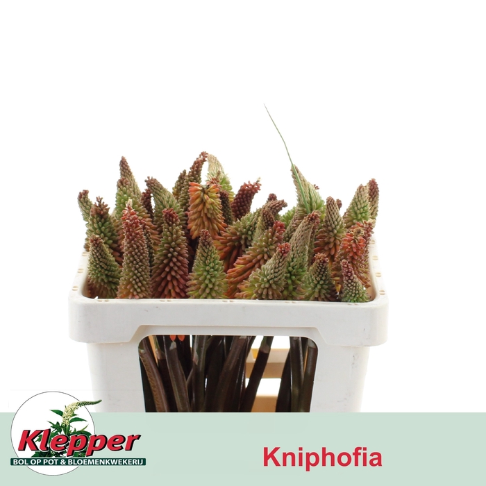 <h4>KNIP ALCAZAR</h4>
