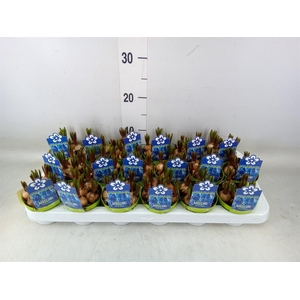 Muscari  'Magic Blue'