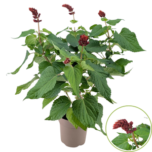 Salvia Lake flamingo