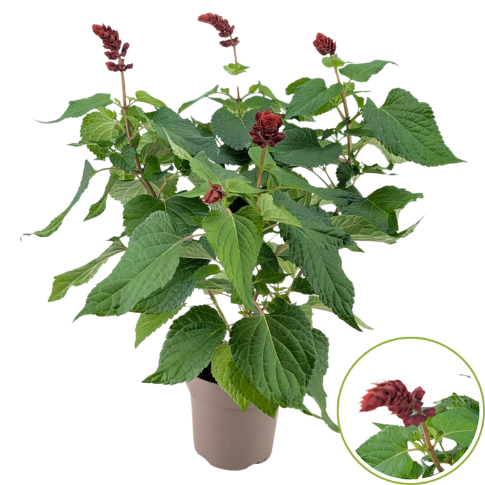 <h4>Salvia Lake flamingo</h4>