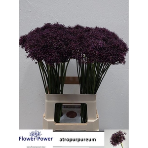 ALLIUM ATROPURPUREUM