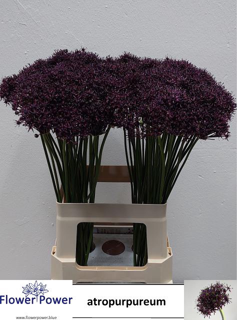 ALLIUM ATROPURPUREUM