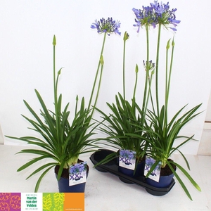 AGAPA EYDORI BLUE