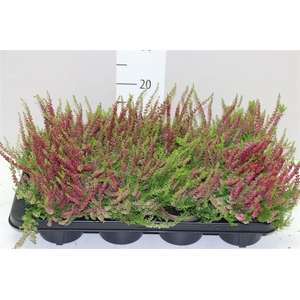 Calluna Vulgaris Disco Rood